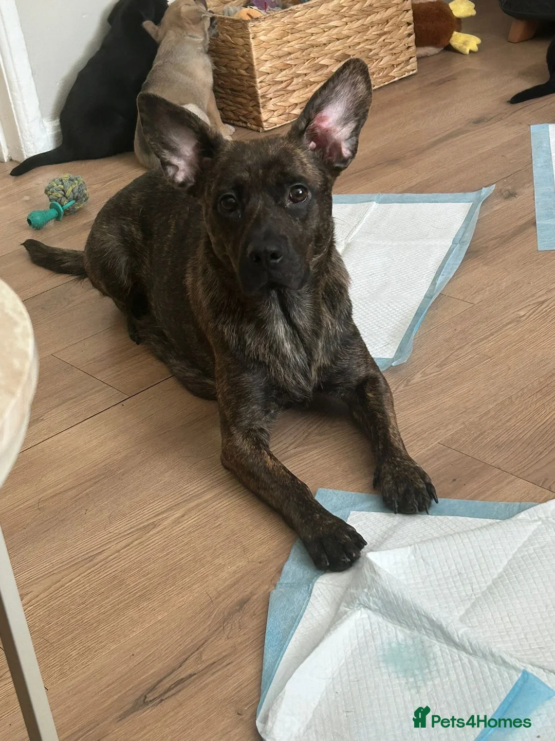 Mixed Breed dogs for sale: German Shepherd X French Bull Dog Puppies in Blackburn - Advert 2