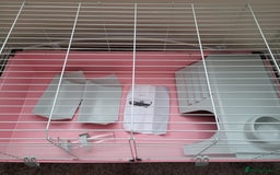 Guinea Pig rodents for sale: Baby girls guinea pigs  - Image 18