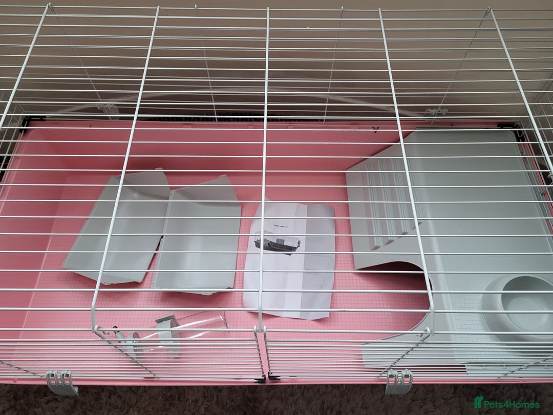 Guinea Pig rodents for sale: Baby girls guinea pigs  - Image 18