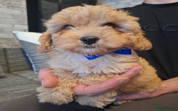 Cavapoo dogs for sale: Beautiful f1b Cavapoo puppies  - Image 5