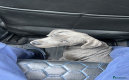 Staffordshire Bull Terrier dogs for sale:  ‼️Blue Staffordshire Bull Terrier boy ‼️  - Image 2