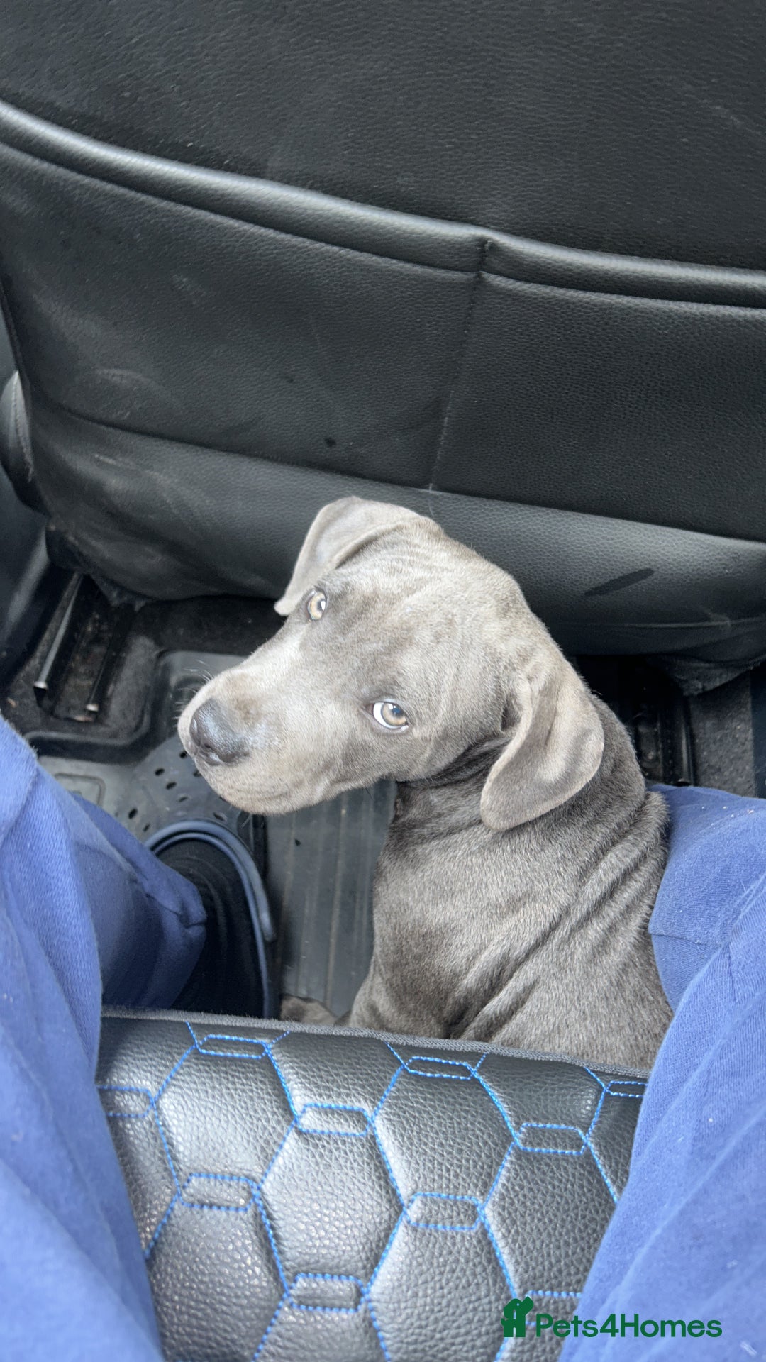 Staffordshire Bull Terrier dogs for sale:  ‼️Blue Staffordshire Bull Terrier boy ‼️  - Image 2