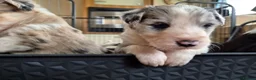 Mixed Breed dogs for sale: Beardie border x puppies - Advert 19