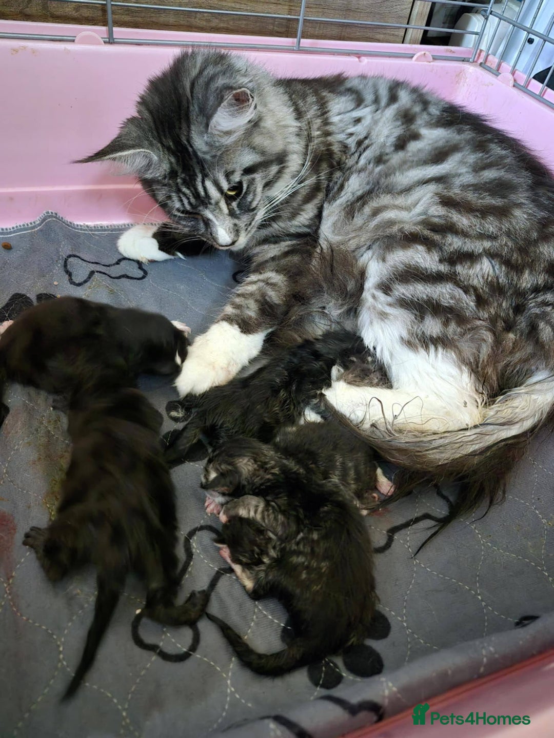 Maine Coon cats for sale: Maine Coon - Image 40