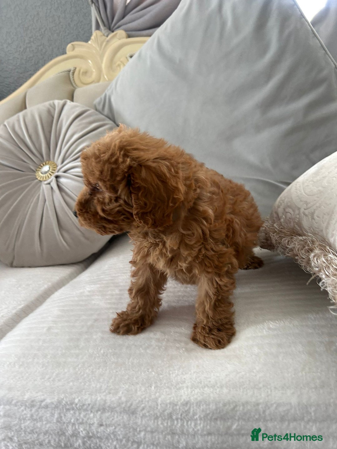 Labradoodle dogs for sale: Beautiful Labradoodle  - Image 3