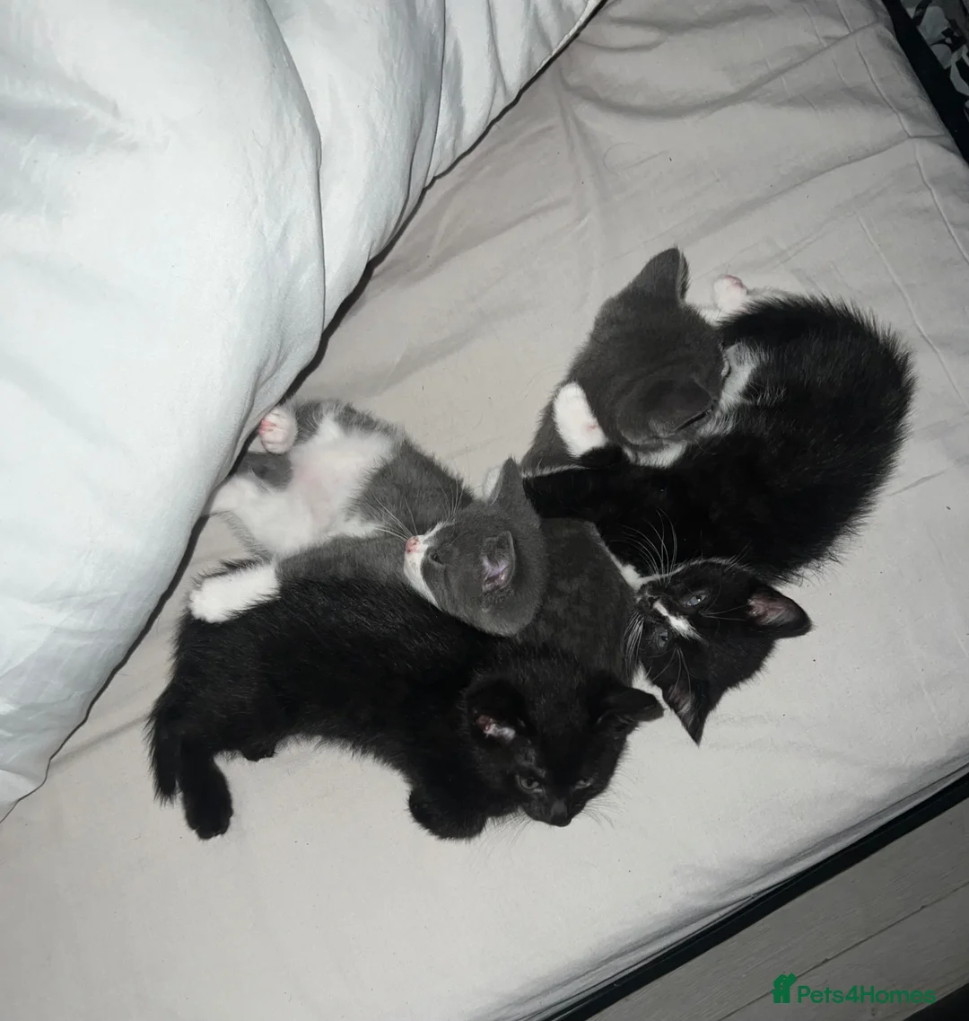 British Shorthair cats for sale: 3 British Shorthair Kittens for sale - Advert 1