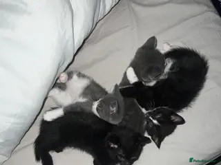 British Shorthair cats 3 British Shorthair Kittens for sale - Advert 2