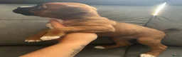 Boxer dogs for sale: Bobtail puppy boxers  - Advert 16