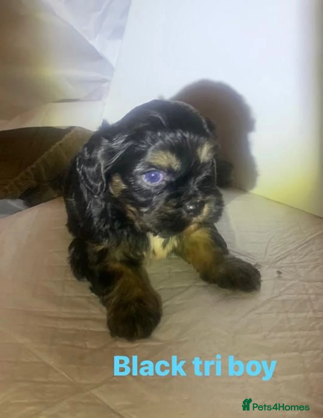 Shih Tzu dogs for sale: Imperial shih tzu  - Advert 8