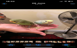 Budgerigars birds for sale: 2 Hand tamed budgies + cage  - Image 3