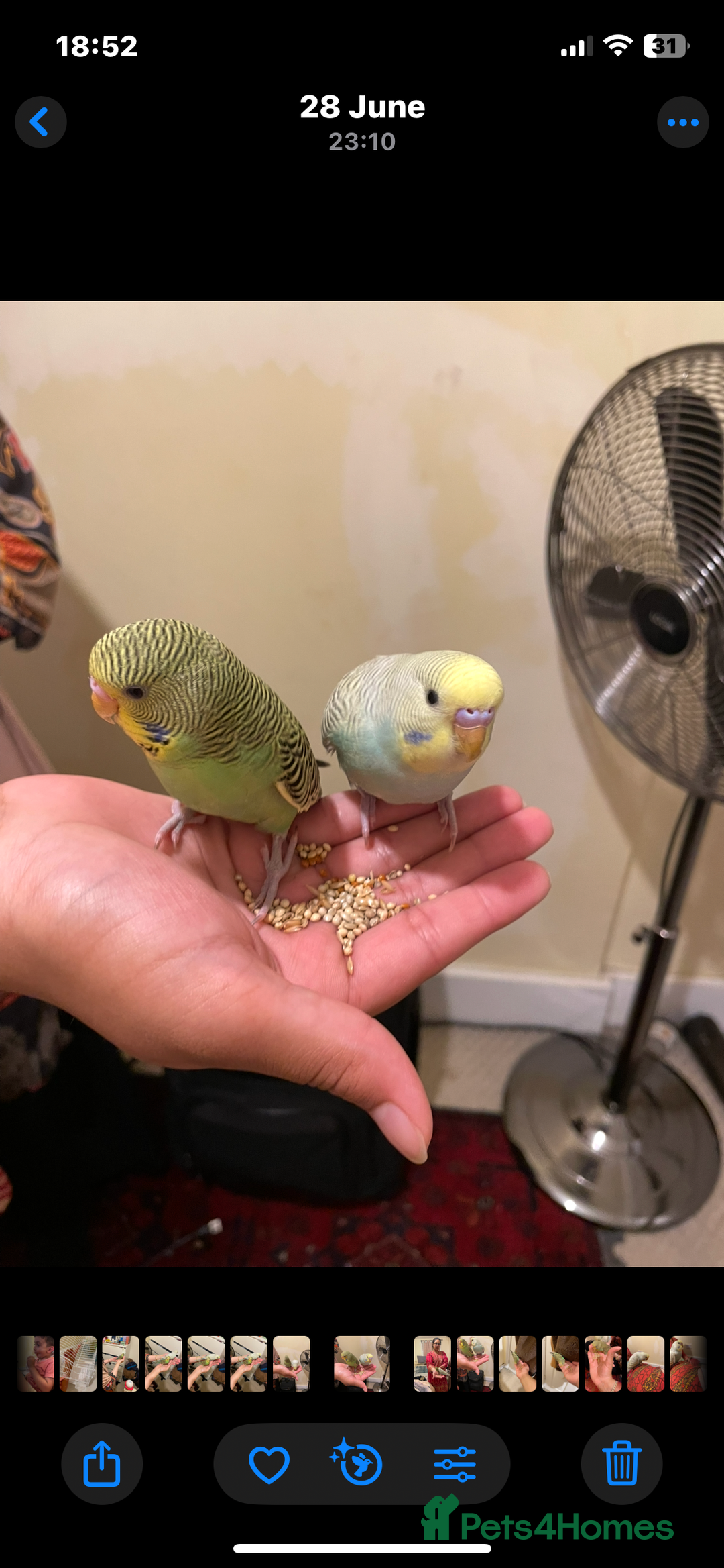 Budgerigars birds for sale: 2 Hand tamed budgies + cage  - Image 3