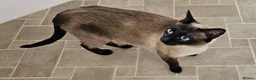 Siamese cats for sale: Seal point Siamese Girl Seeking Her Forever Home - Advert 2