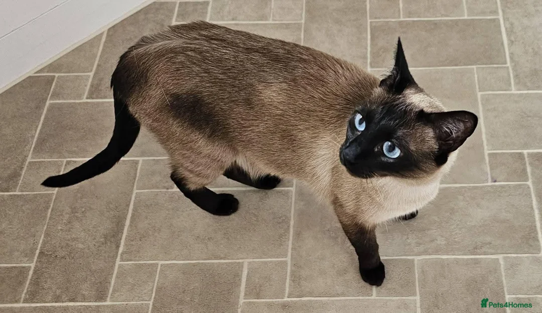 Siamese cats for sale: Seal point Siamese Girl Seeking Her Forever Home - Advert 2