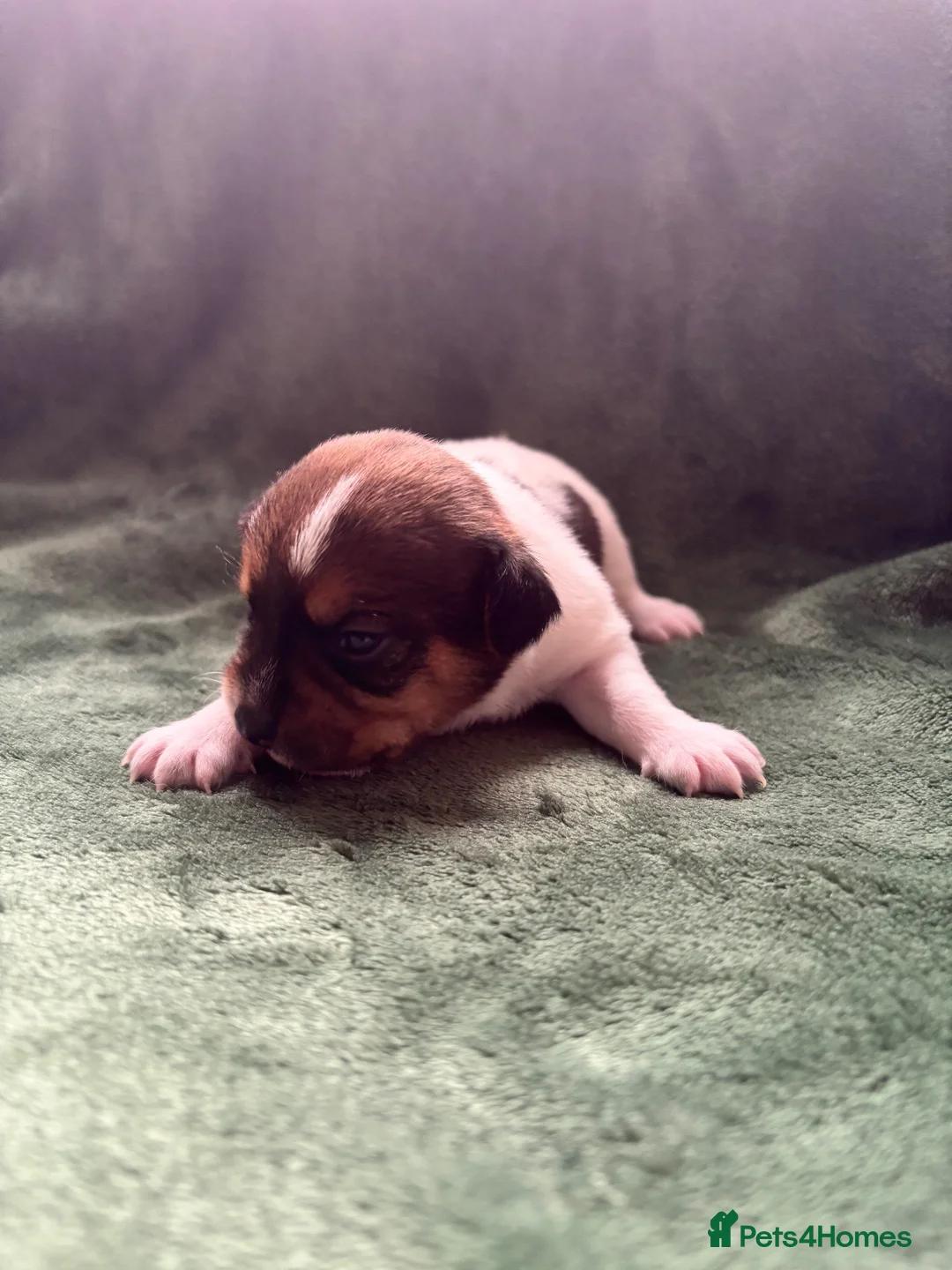 Jack Russell dogs for sale: Beautiful Jack Russell Pups 🩵🩷 - Advert 2