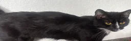Mixed Breed cats for sale: 5 kittens and mother cat  in Hull - Advert 1