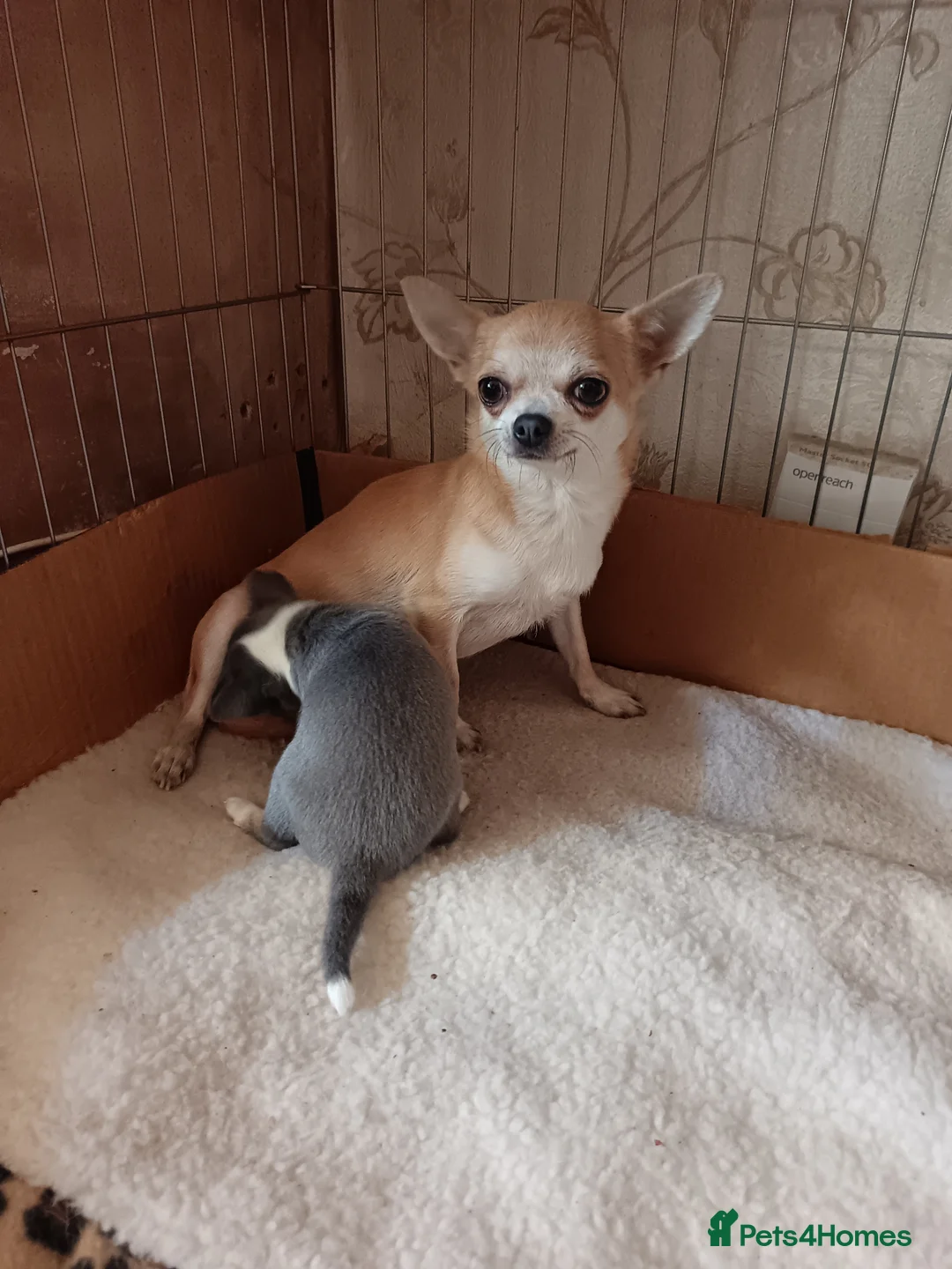 Chihuahua dogs for sale:   Mini lilac chivavahua puppy - Advert 1