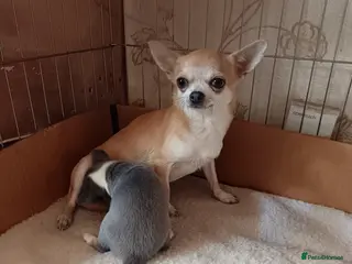 Chihuahua dogs Mini lilac chivavahua puppy - Advert 4