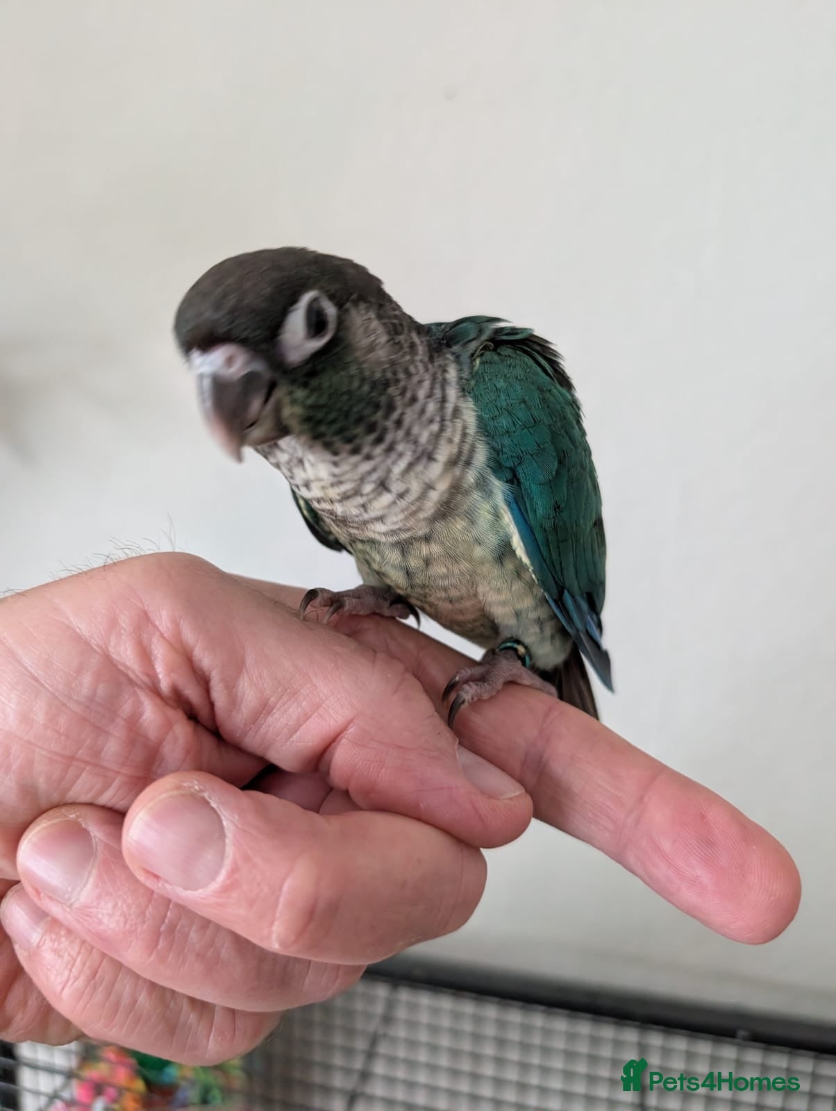 Conures birds Silly tame hand reared Green cheeked conures  - Advert 21