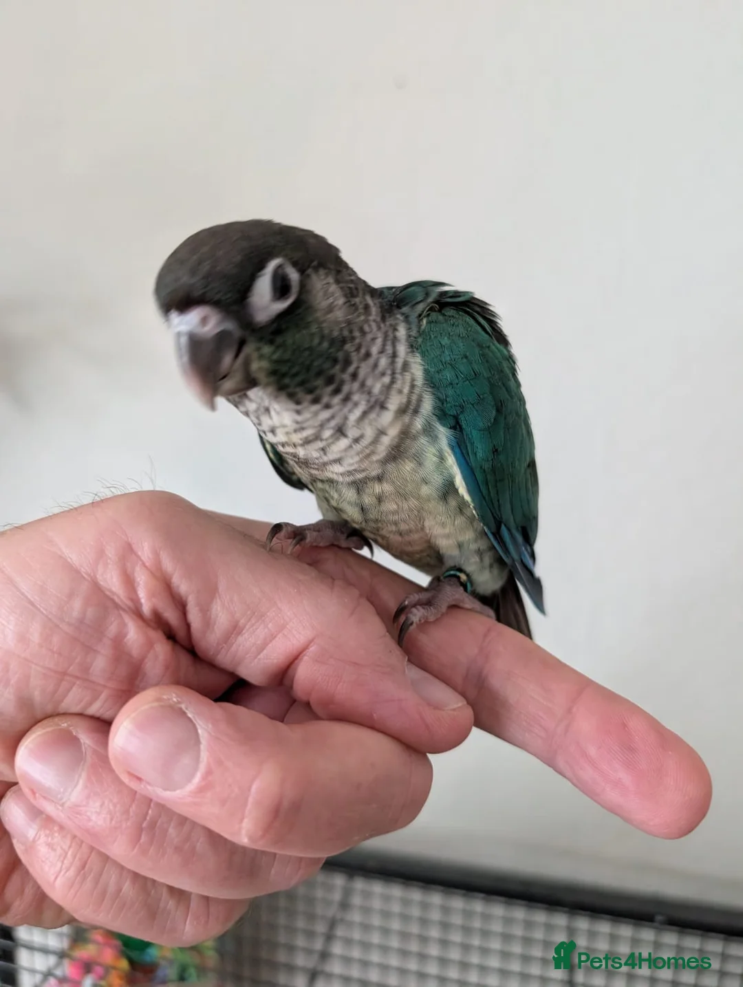 Conures birds for sale: Silly tame hand reared Green cheeked conures  - Advert 1