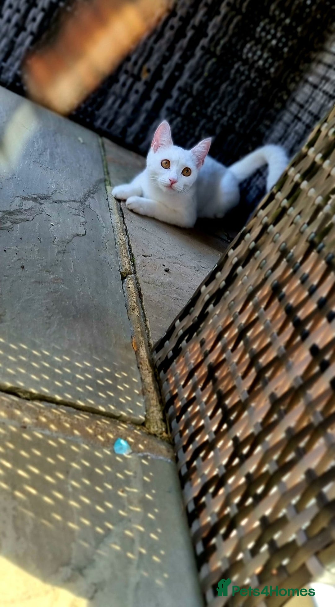 Turkish Angora cats for sale: Luxurious Turkish Agora mother cat for sale - Advert 5