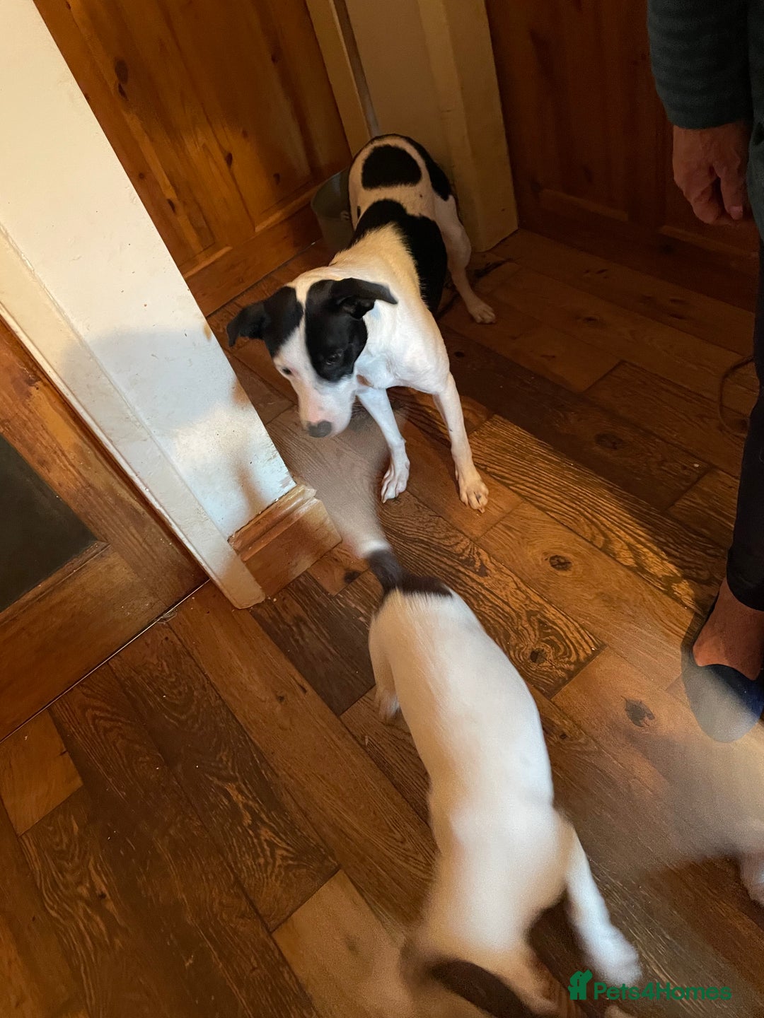Mixed Breed dogs for sale: Staff collie cross puppies  - Image 21