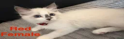 Ragdoll cats for sale: 5 Ragdoll Kittens For Sale - Advert 4