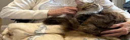 Maine Coon cats for sale:  Maine Coon Kittens  - Advert 3