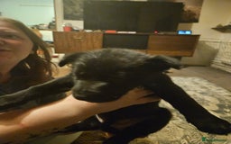 German Shepherd dogs for sale: German Shepards mainly black  - Image 1