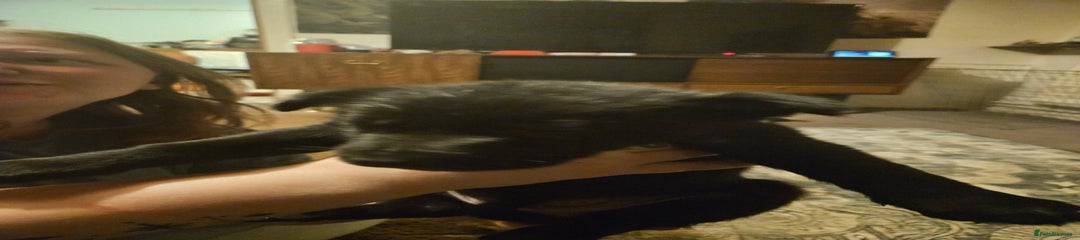 German Shepherd Puppy 1 Brown collar no collar