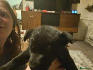 German Shepherd dogs for sale - Advert 1