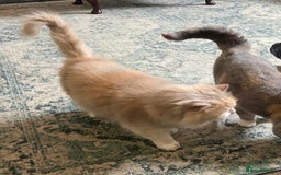 British Longhair cats for sale: British Shorthair -Longhair variant GCCF Female - Image 6