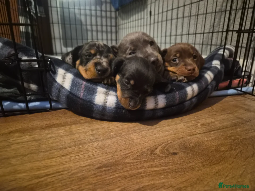 Miniature Dachshund dogs for sale: Miniature Dachshund puppies - Advert 1