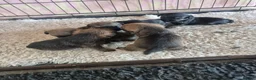 Border Terrier dogs for sale: Beautiful Border Terrier Puppies - Advert 10