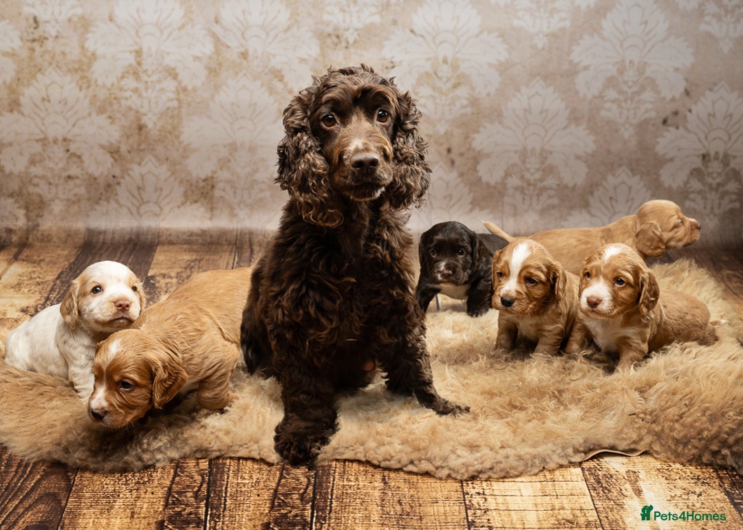 Cocker Spaniel dogs for sale: Last pup Working Cocker Spaniel Puppies! 🐶 in Chatteris - Image 9
