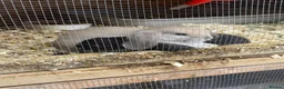 Mini Lop rabbits for sale: Mini lops  - Advert 6