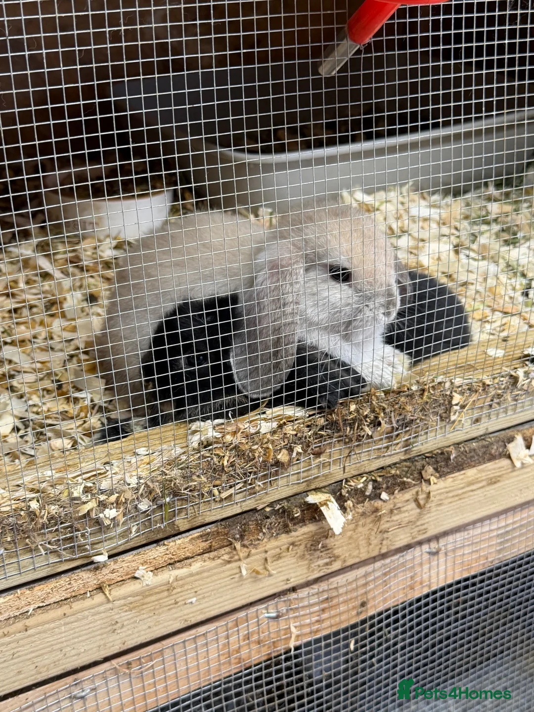 Mini Lop rabbits for sale: Mini lops  - Advert 6