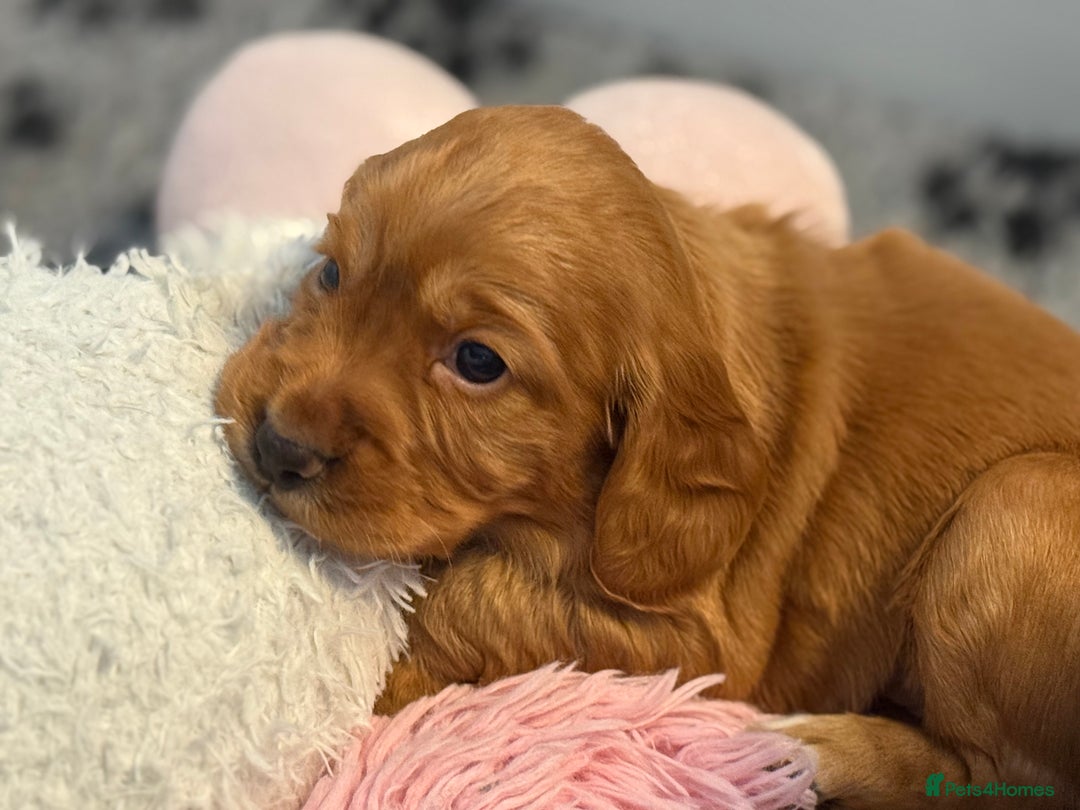 Cocker Spaniel dogs for sale: Stunning KC Working Cocker Spaniel Puppies - Image 7