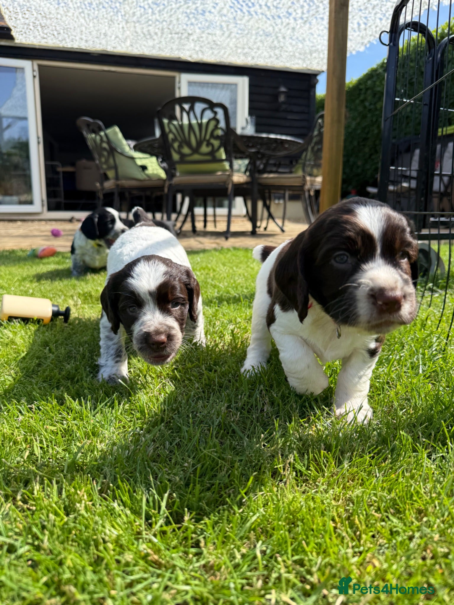 Sprocker dogs Working sproker spaniel pups  - Advert 2