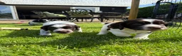 Sprocker dogs for sale: Last girl Working sproker pup - Advert 5