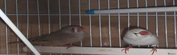 Finches birds for sale: Bengalese Finches and Zebra Finches - Advert 5