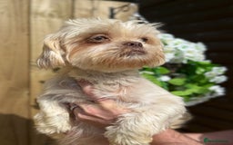 Shihpoo dogs for sale: 🩷 Gorgeous F1 Shih Poo Puppies 💙 - Image 9