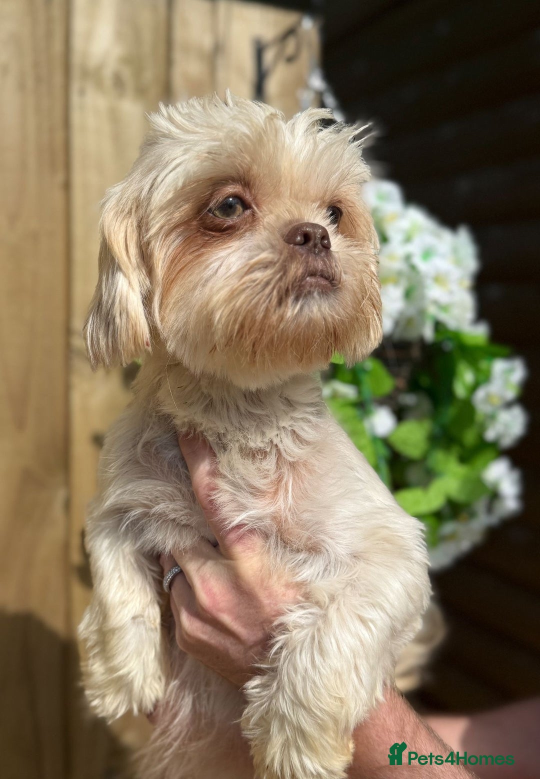 Shihpoo dogs for sale: 🩷 Gorgeous F1 Shih Poo Puppies 💙 - Image 9