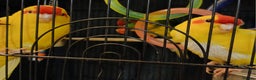 Parakeets birds for sale: Kakariki's x3 Males dna'd Kakariki's  - Advert 18