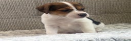 Jack Russell dogs for sale: Gorgeous short-legged Jack Russell Puppies! - Advert 23