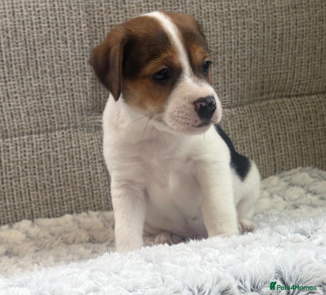 Jack Russell dogs for sale: Gorgeous short-legged Jack Russell Puppies! - Advert 23