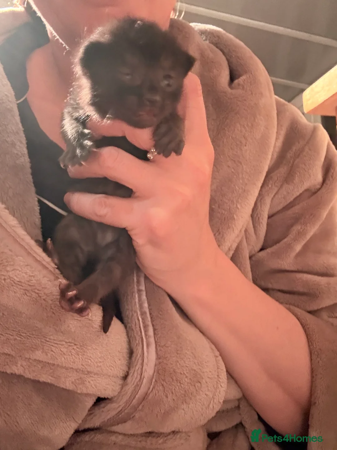 Mixed Breed cats for sale: Three beautiful kittens - loving homes only - Advert 2
