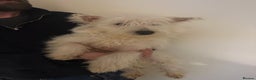 West Highland Terrier dogs for sale: west highland terriers  - Advert 3