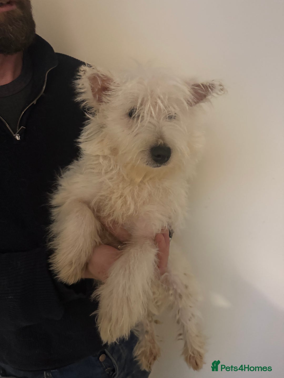 West Highland Terrier dogs for sale: west highland terriers  - Advert 3