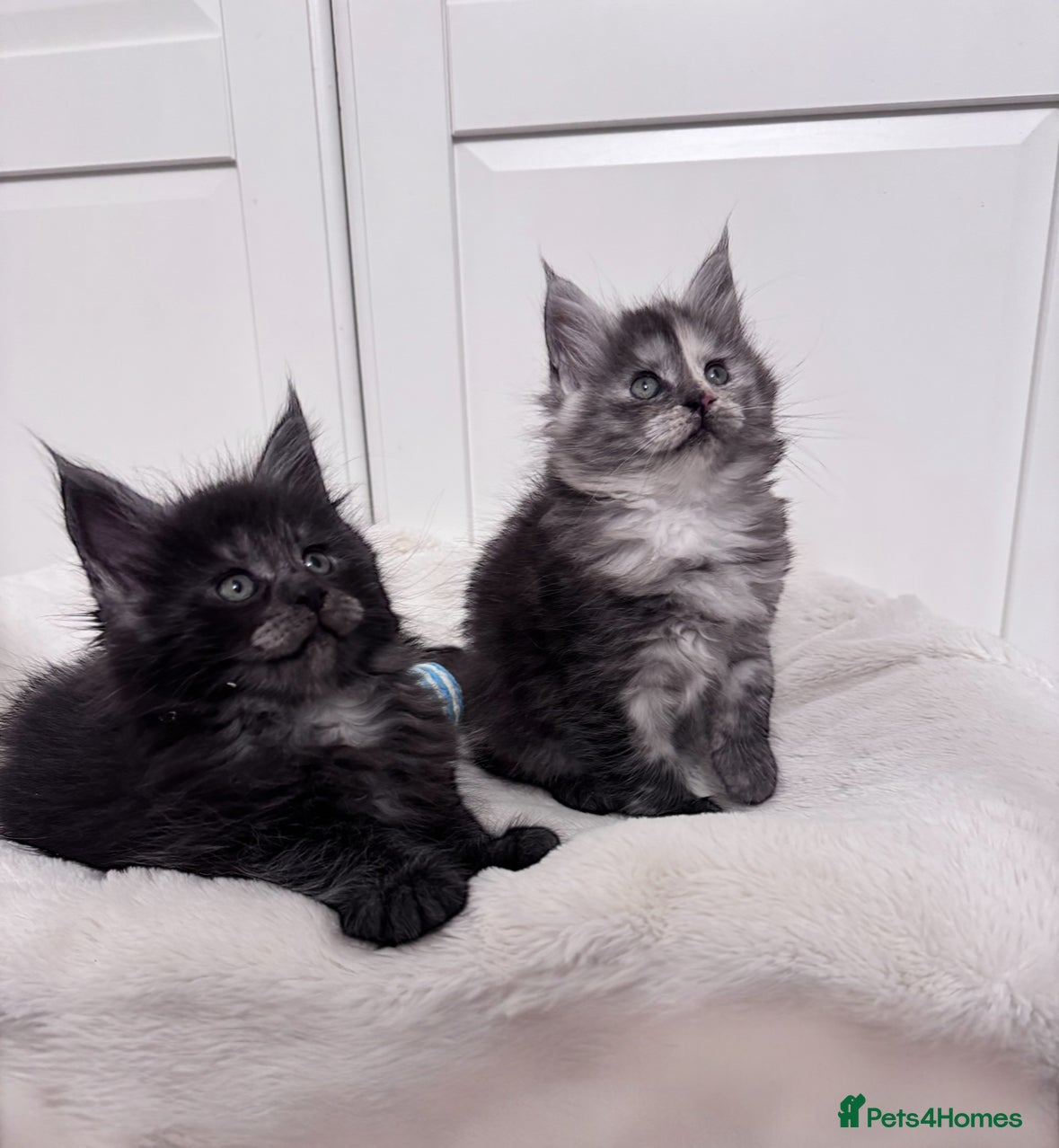 Maine Coon cats 🌟🌟Beautiful  Maine Coon kittens 🌟🌟🌟 - Advert 16