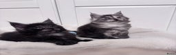 Maine Coon cats for sale: 🌟🌟Beautiful  Maine Coon kittens 🌟🌟🌟 - Advert 21